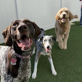 Canine Country Club of Arkansas - Benton gallery image 3