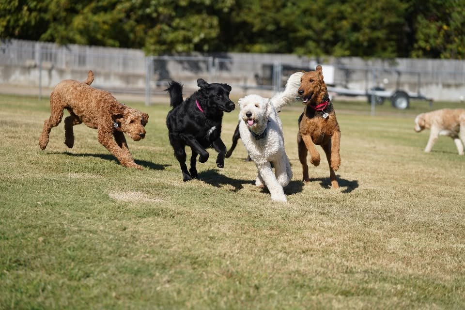 Canine Country Club of Arkansas - Benton