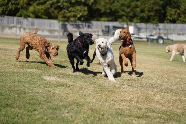 Canine Country Club of Arkansas - Benton