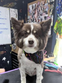 Rover Oaks Pet Resort gallery image 5