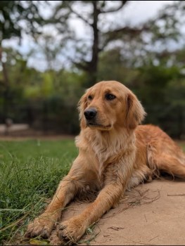 Rover Oaks Pet Resort gallery image 6