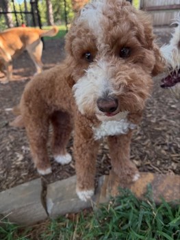 Rover Oaks Pet Resort gallery image 2