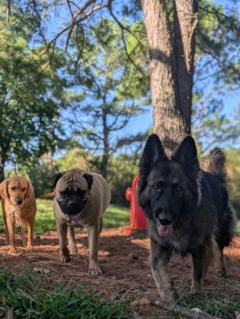 Rover Oaks Pet Resort gallery image 3