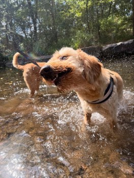 Rover Oaks Pet Resort gallery image 4