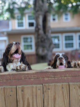 Rover Oaks Pet Resort gallery image 1