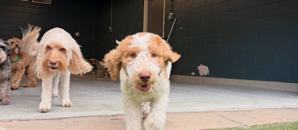 Hounds Lounge Pet Resort & Spa - Fayetteville