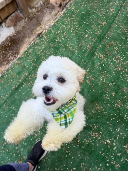 Hillcrest Dog Spot gallery image 6