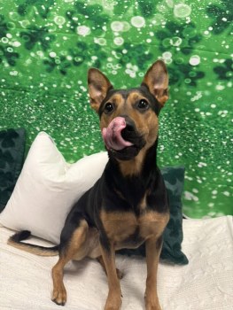Hillcrest Dog Spot gallery image 1