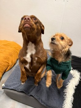 Hillcrest Dog Spot gallery image 7