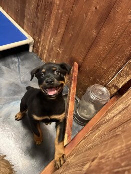 Hillcrest Dog Spot gallery image 3