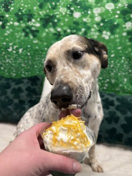 Hillcrest Dog Spot gallery image 4