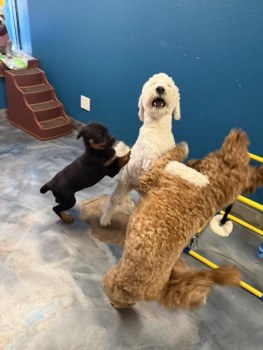 Hillcrest Dog Spot gallery image 2