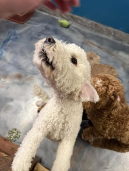Hillcrest Dog Spot gallery image 5